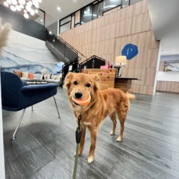 Dog with toy in its mouth